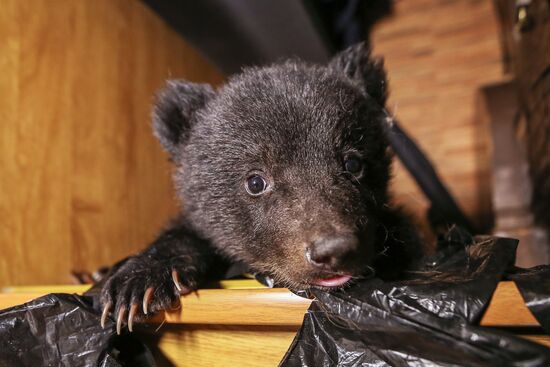 Bear cub left at animal shelter in Blagoveshchensk
