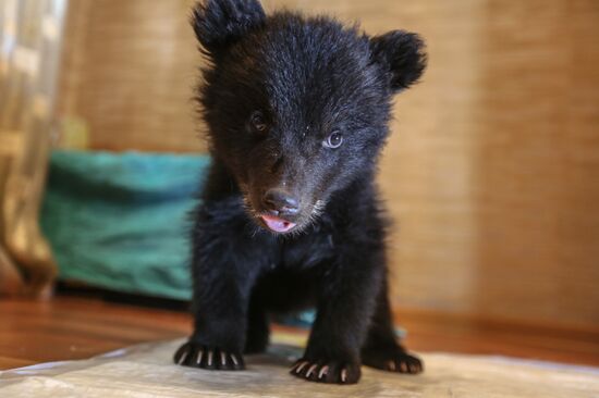 Bear cub left at animal shelter in Blagoveshchensk