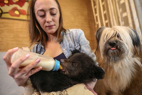 Bear cub left at animal shelter in Blagoveshchensk