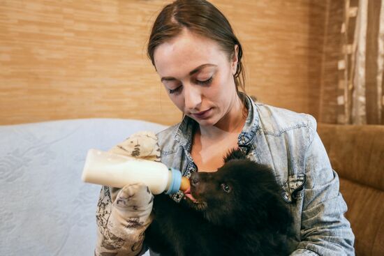 Bear cub left at animal shelter in Blagoveshchensk