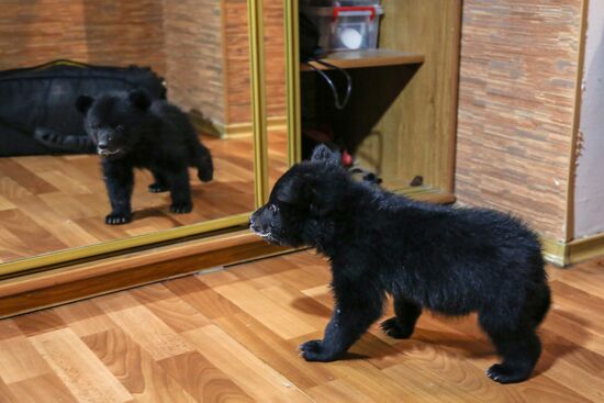 Bear cub left at animal shelter in Blagoveshchensk