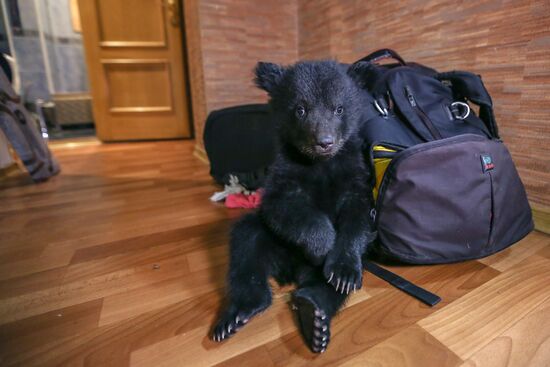 Bear cub left at animal shelter in Blagoveshchensk
