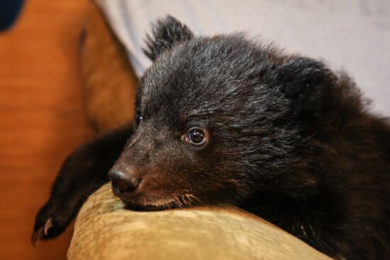 Bear cub left at animal shelter in Blagoveshchensk