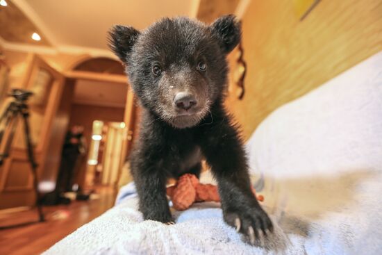 Bear cub left at animal shelter in Blagoveshchensk