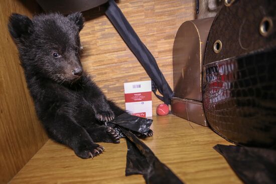 Bear cub left at animal shelter in Blagoveshchensk