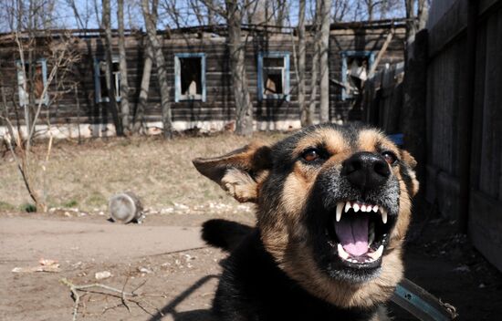 Polesie Radiation Ecolocial Reserve in Belarus