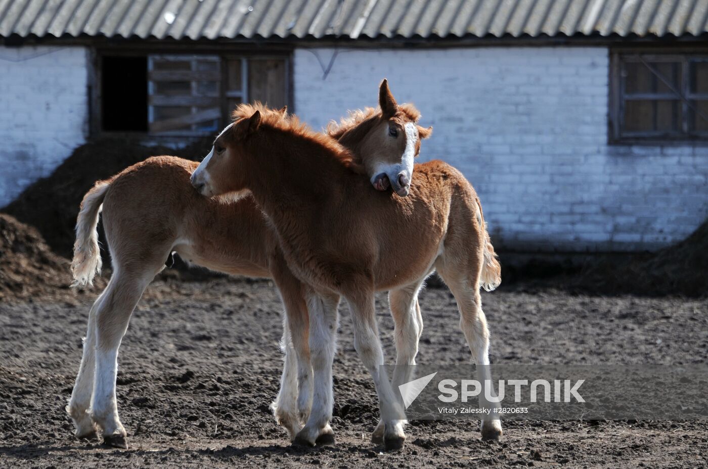 Polesie Radiation Ecolocial Reserve in Belarus