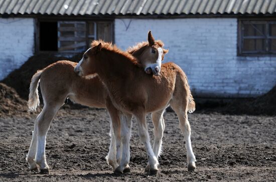 Polesie Radiation Ecolocial Reserve in Belarus
