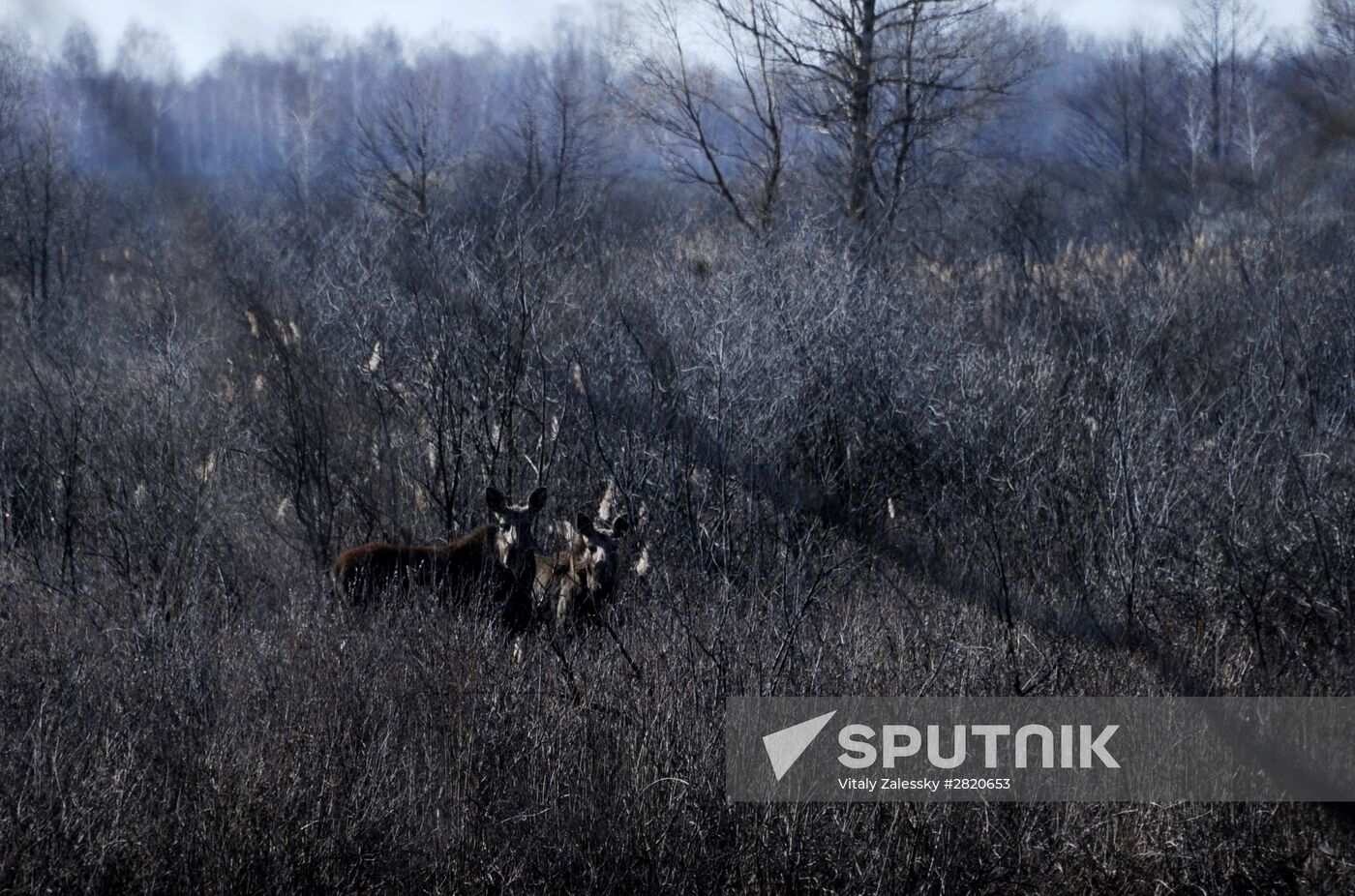 Polesie Radiation Ecolocial Reserve in Belarus
