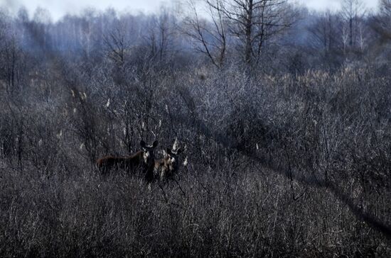 Polesie Radiation Ecolocial Reserve in Belarus