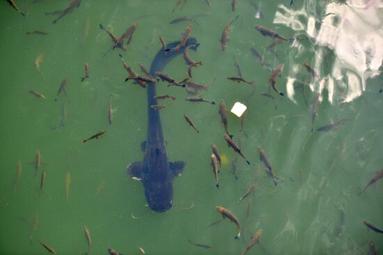 Exclusion zone around Chernobyl nuclear power plant