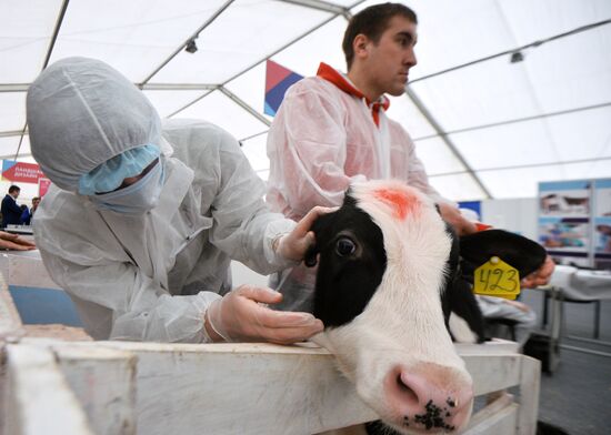 WorldSkills Russia, championship of professional skills in Kazan