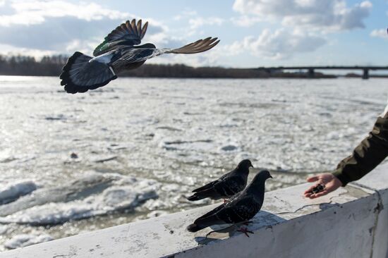 Ice drift on the Irtysh River in the Omsk Region