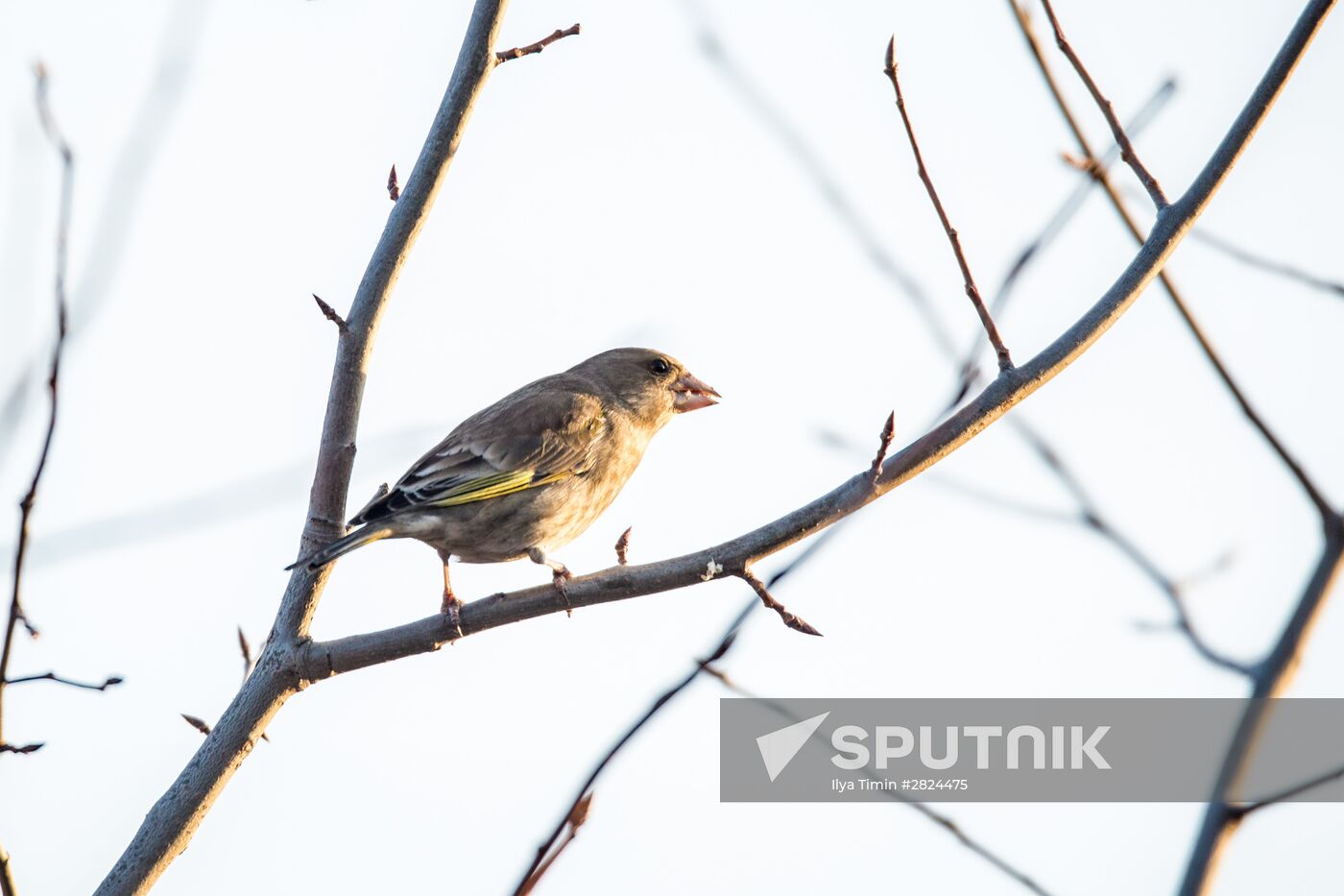 Birds of Karelia