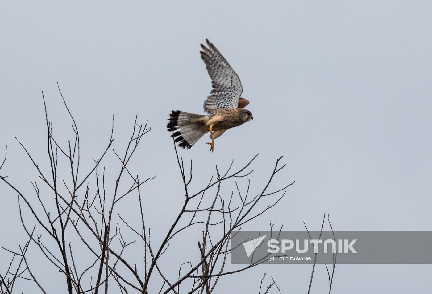 Birds of Karelia