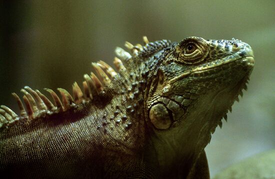 Moscow Zoo terrarium