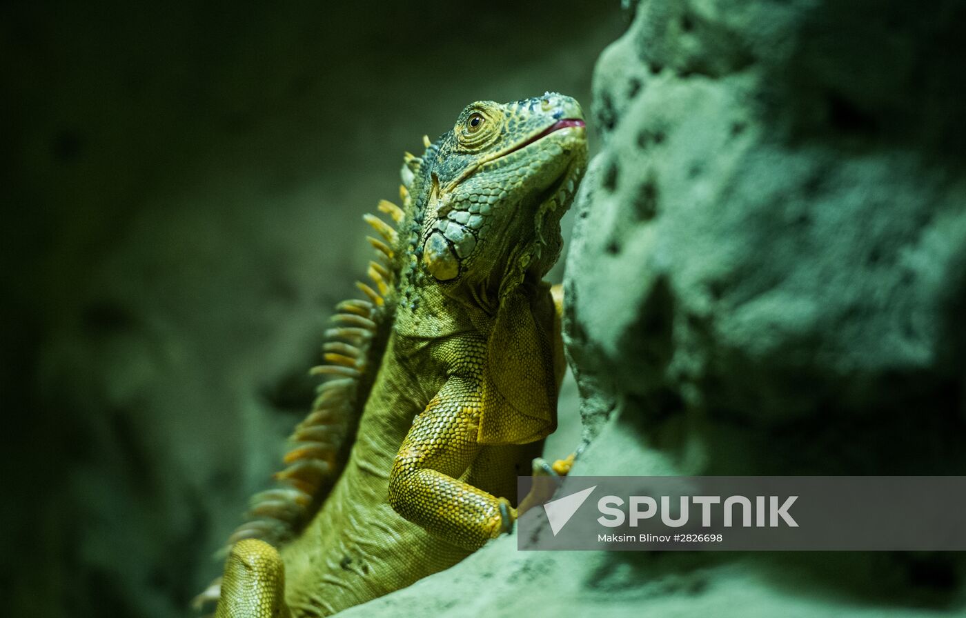 Moscow Zoo terrarium