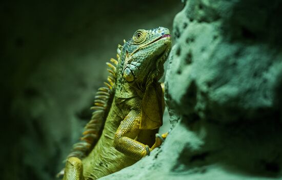 Moscow Zoo terrarium