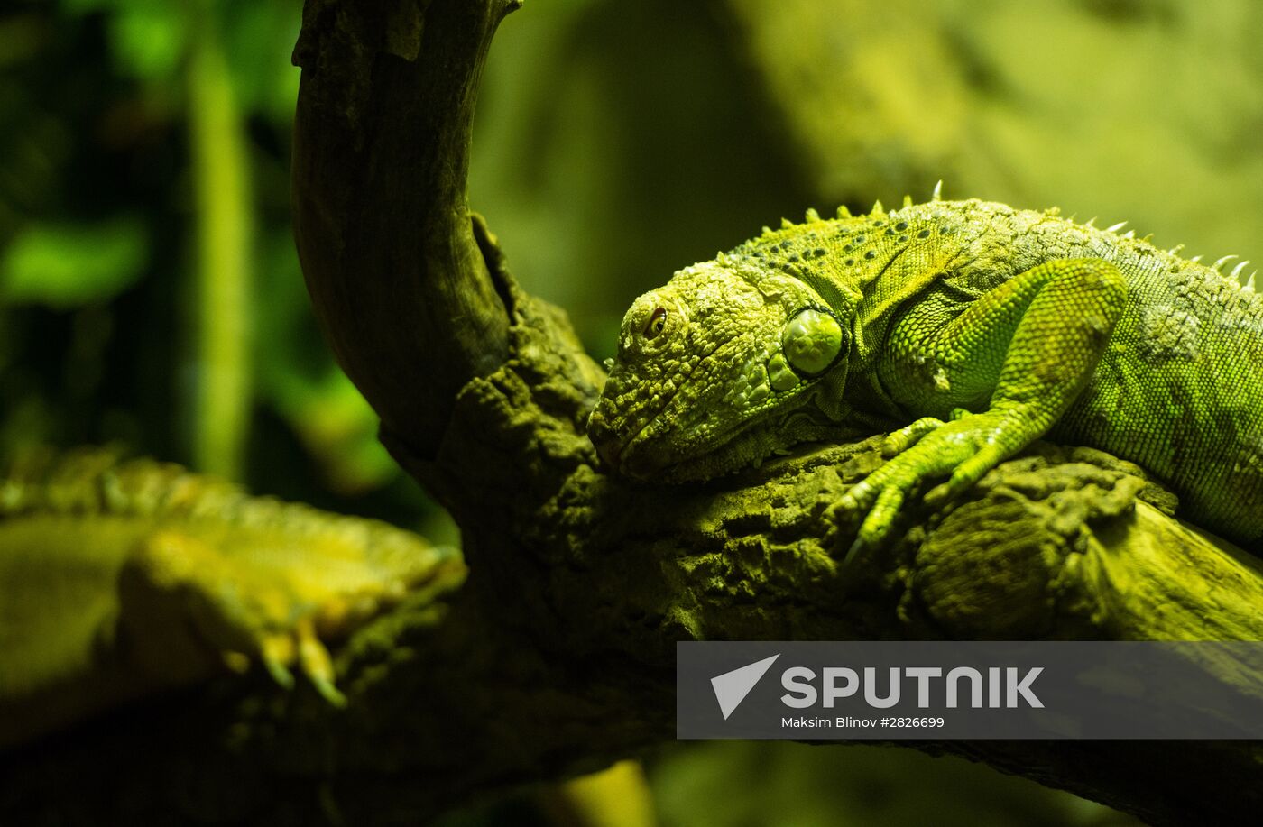 Moscow Zoo terrarium