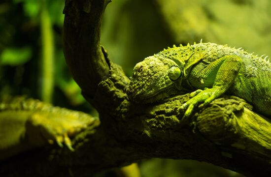 Moscow Zoo terrarium