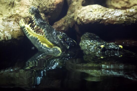 Moscow Zoo terrarium