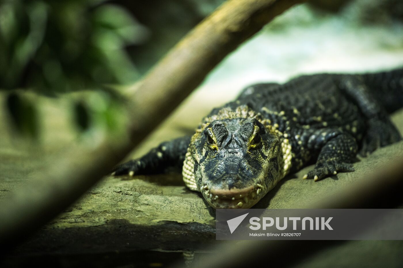 Moscow Zoo terrarium