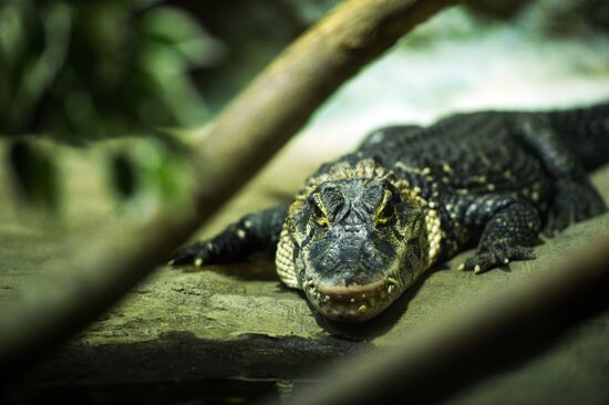 Moscow Zoo terrarium
