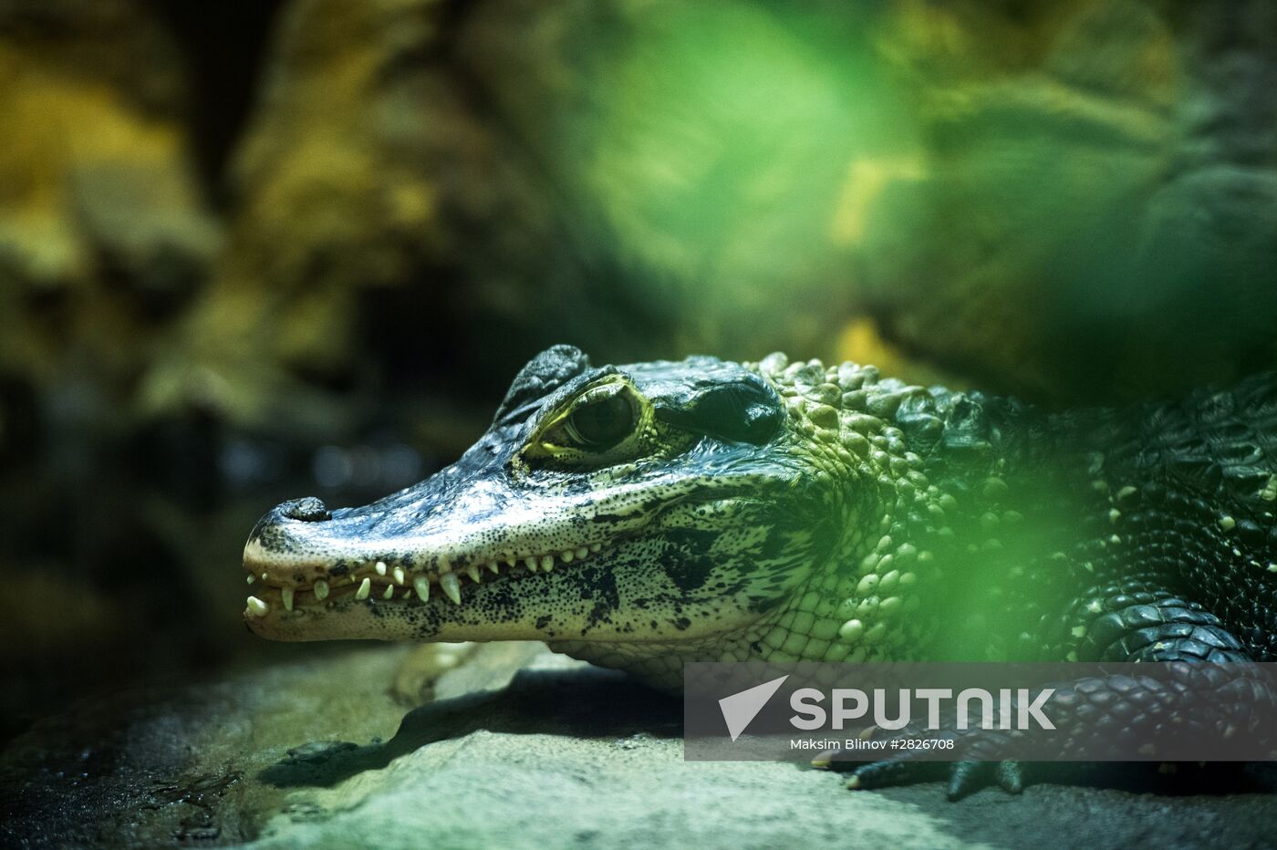 Moscow Zoo terrarium