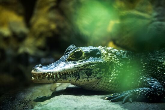 Moscow Zoo terrarium