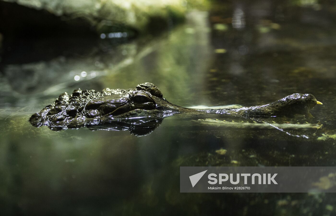 Terrarium at Moscow Zoo