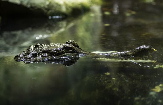Terrarium at Moscow Zoo