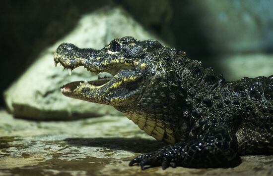 Moscow Zoo terrarium