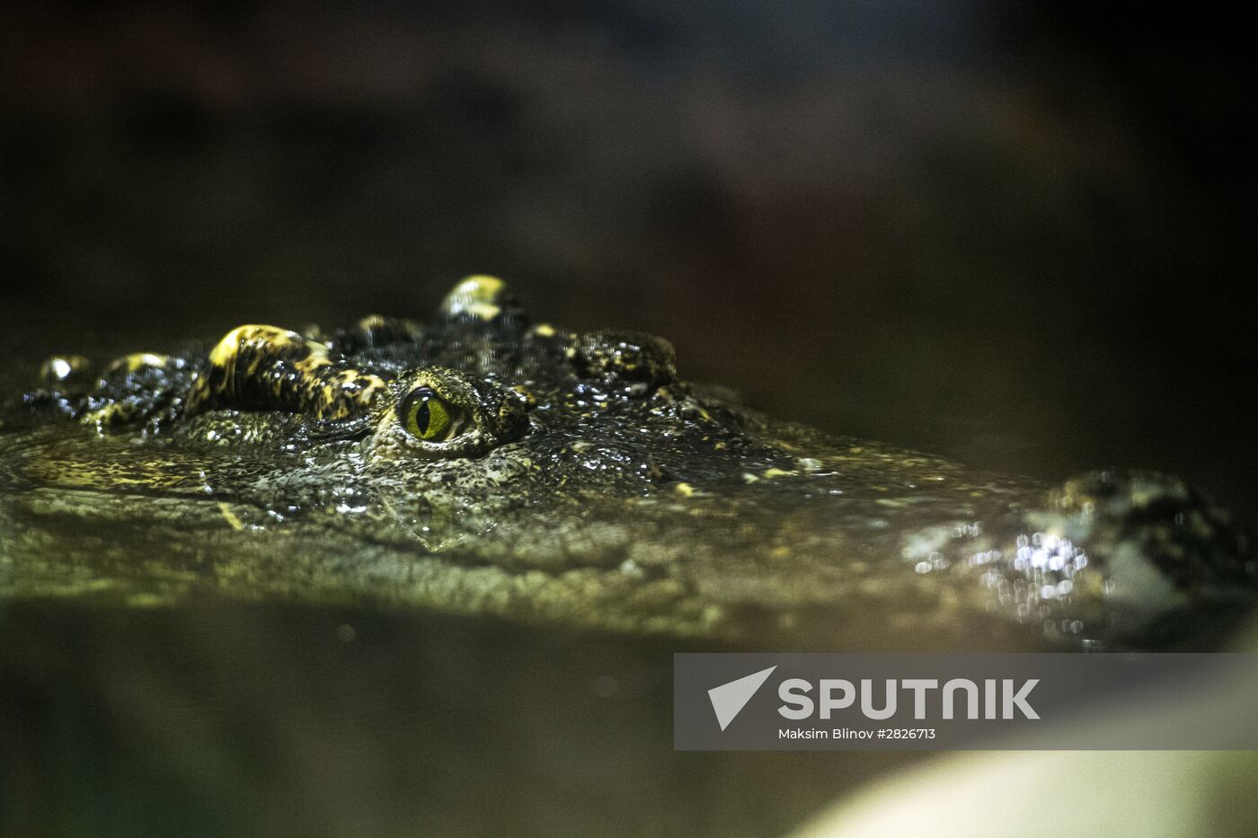 Moscow Zoo terrarium
