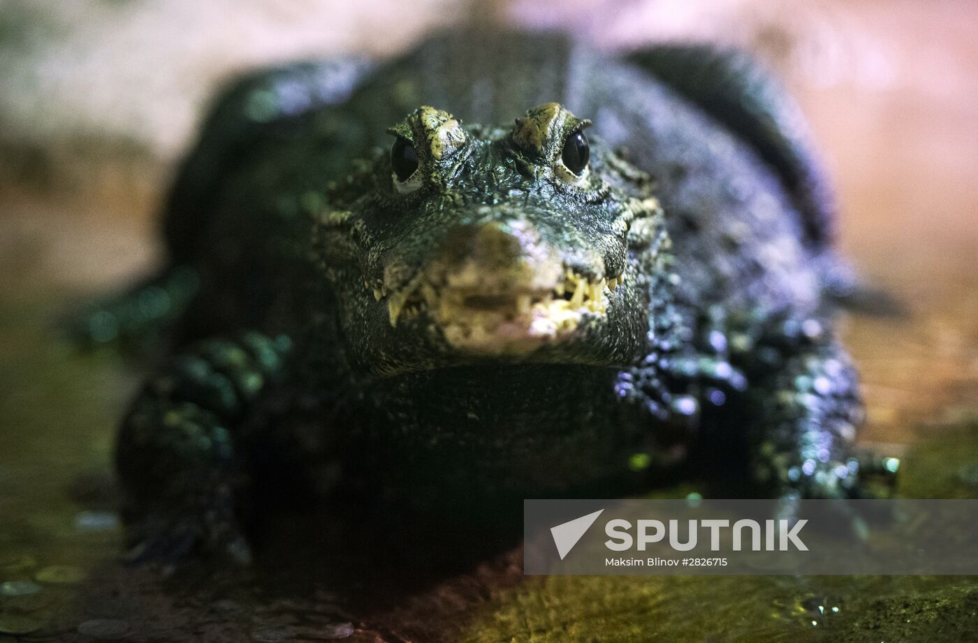 Moscow Zoo terrarium