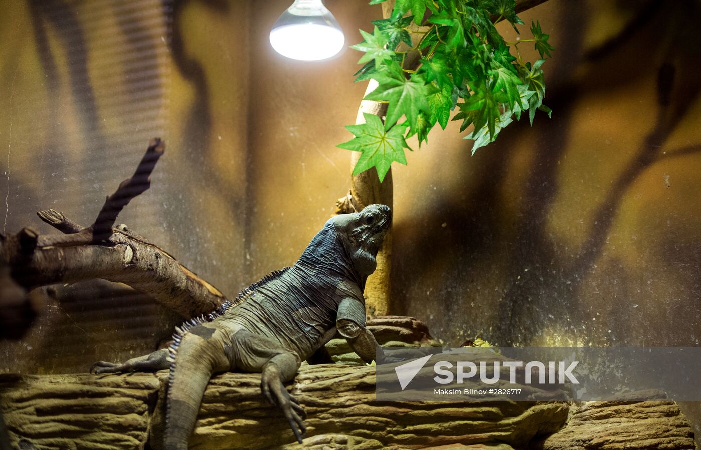 Moscow Zoo terrarium