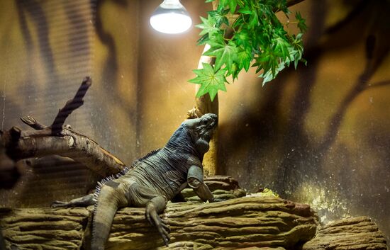 Moscow Zoo terrarium