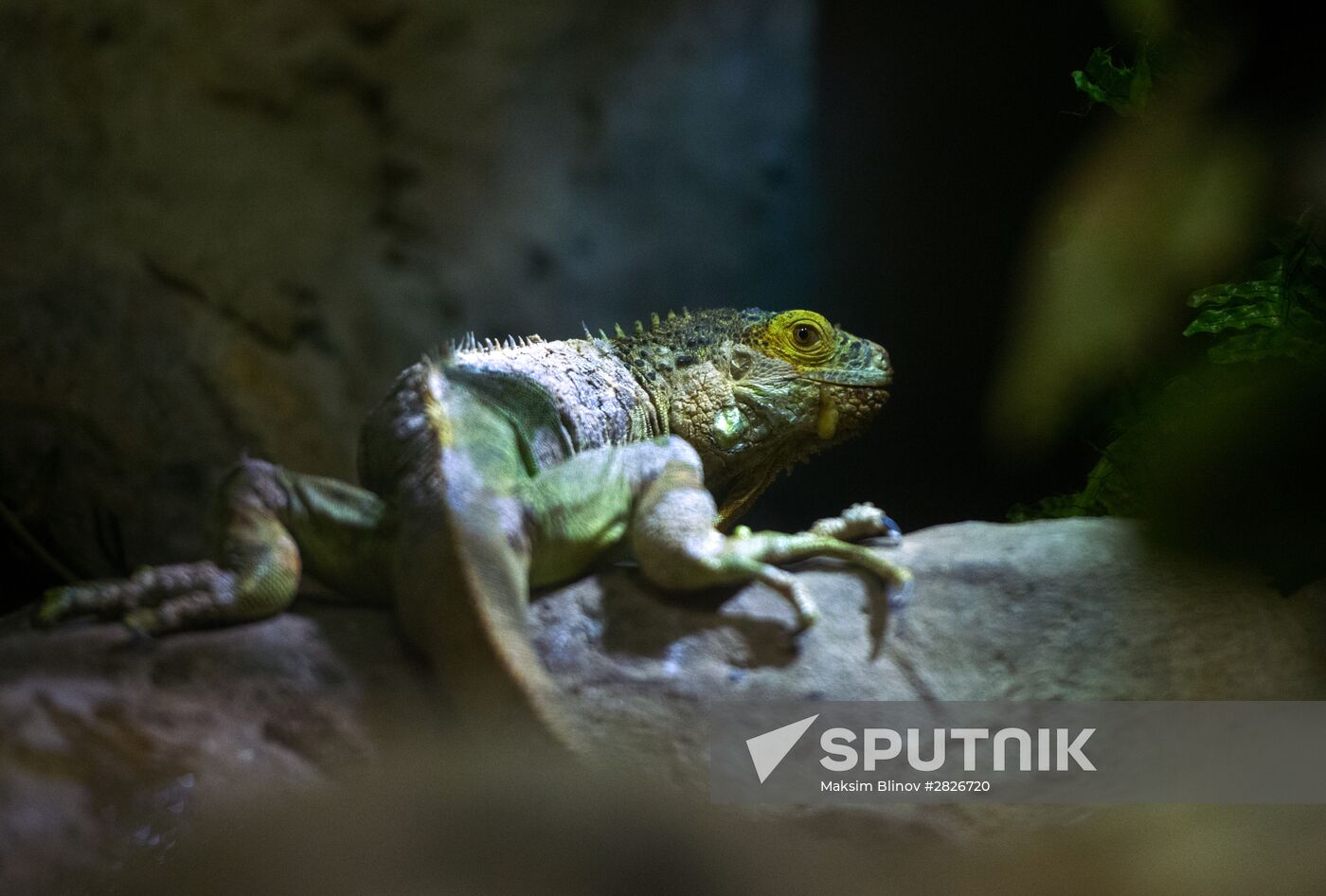 Moscow Zoo terrarium