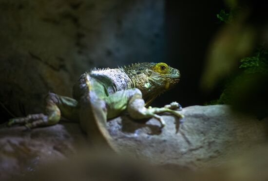 Moscow Zoo terrarium