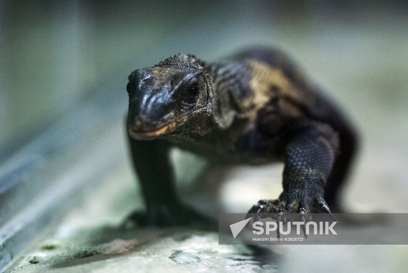 Moscow Zoo terrarium