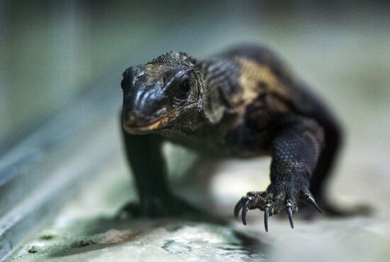Moscow Zoo terrarium