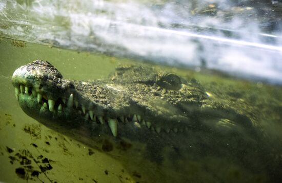 Moscow Zoo terrarium