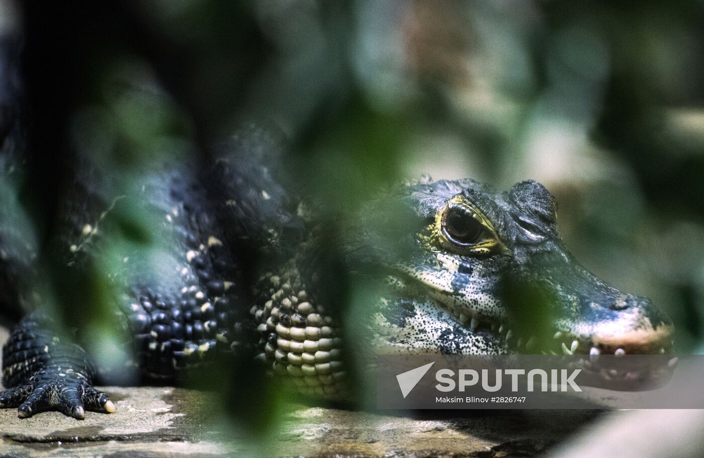 Moscow Zoo terrarium