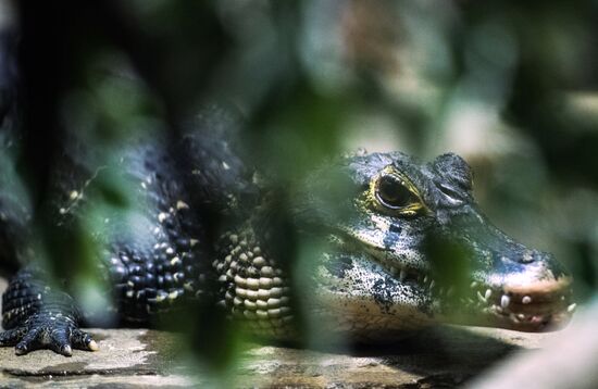 Moscow Zoo terrarium