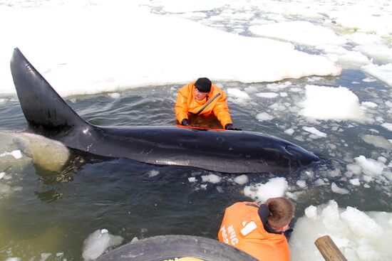 Saving killer whales trapped by ice floes in the Okhotsk Sea
