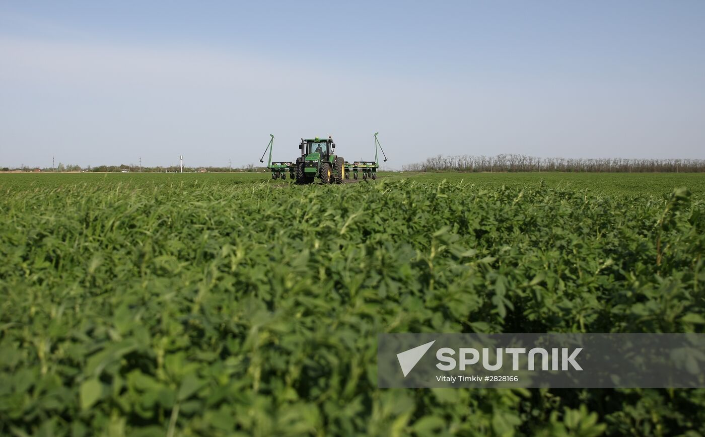 Spring sowing campaign in Krasnodar Territory