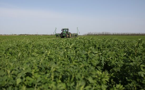 Spring sowing campaign in Krasnodar Territory