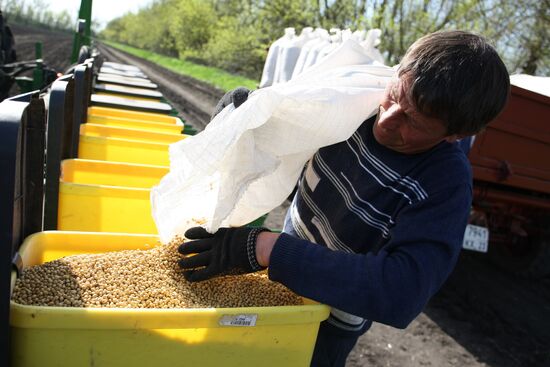 Spring sowing campaign in Krasnodar Territory