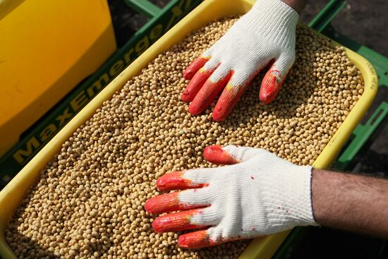 Spring sowing campaign in Krasnodar Territory