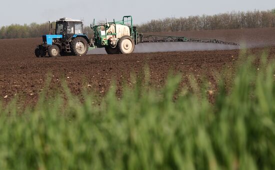 Spring sowing campaign in Krasnodar Territory