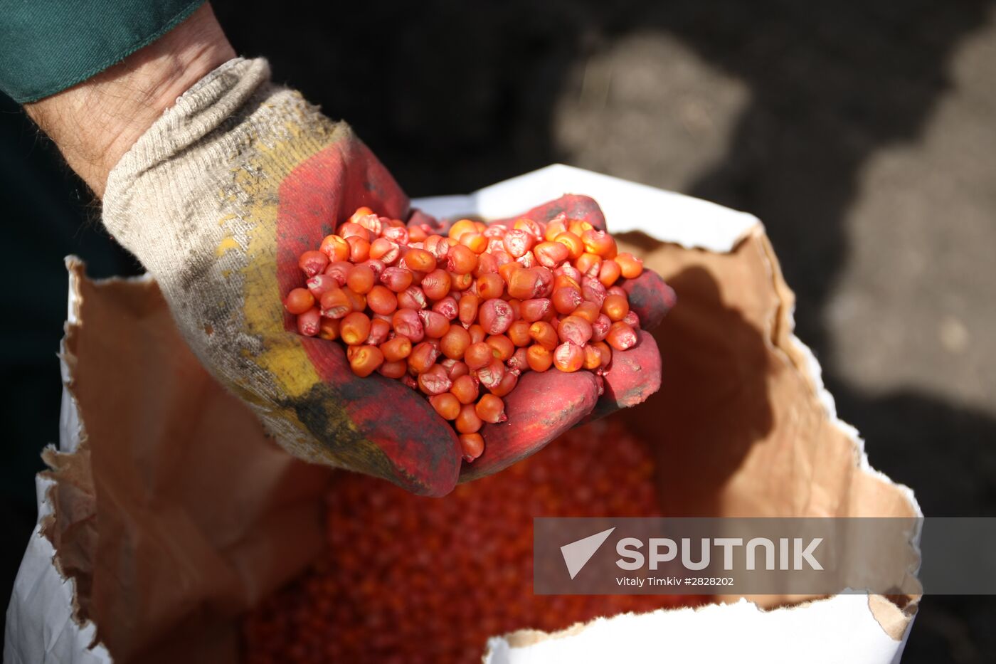 Spring sowing campaign in Krasnodar Territory